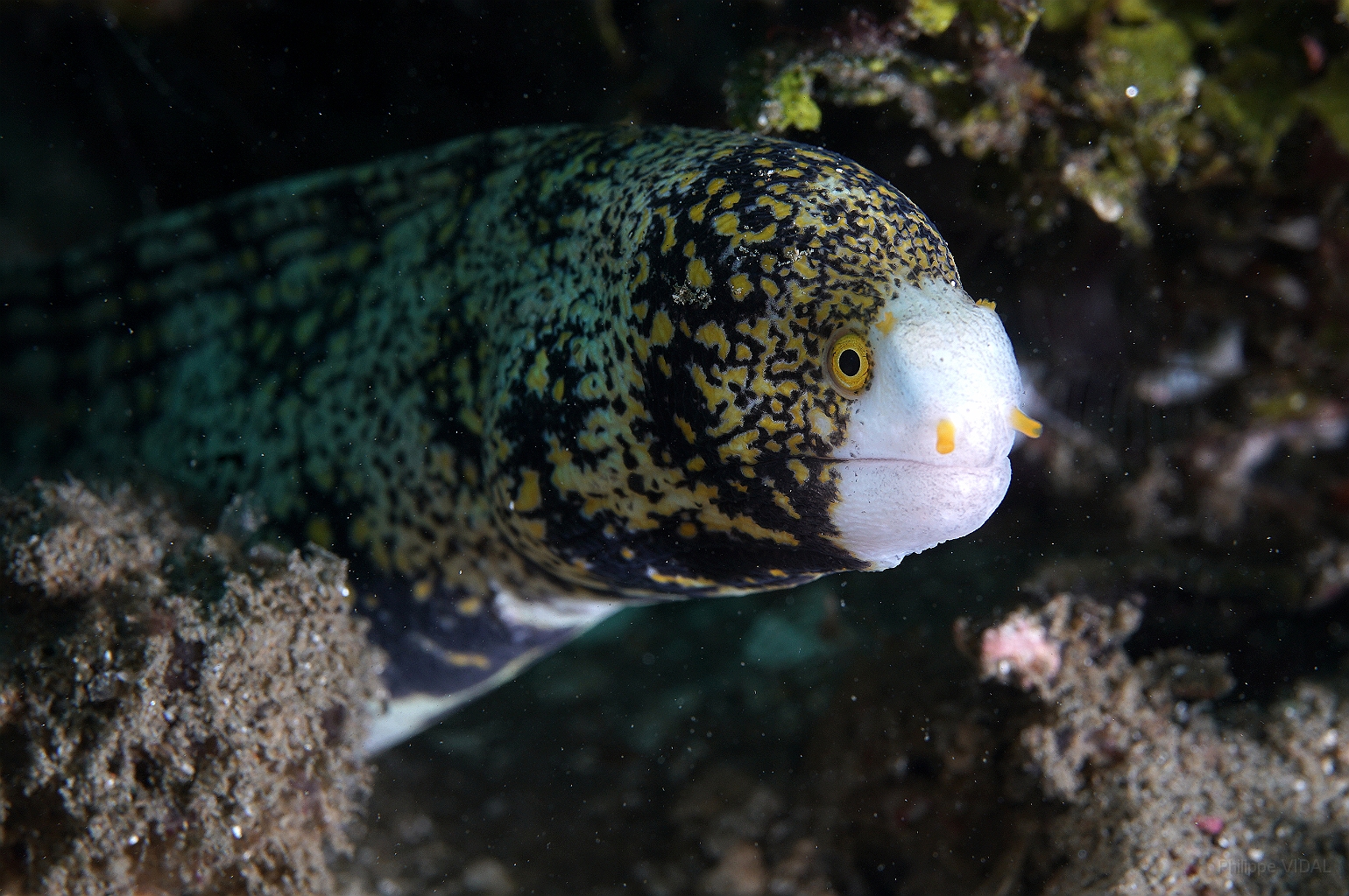 Banda Sea 2018 - DSC05561_rc - Snowflake moray - Murene etoilee - Echidna nebulosa.jpg